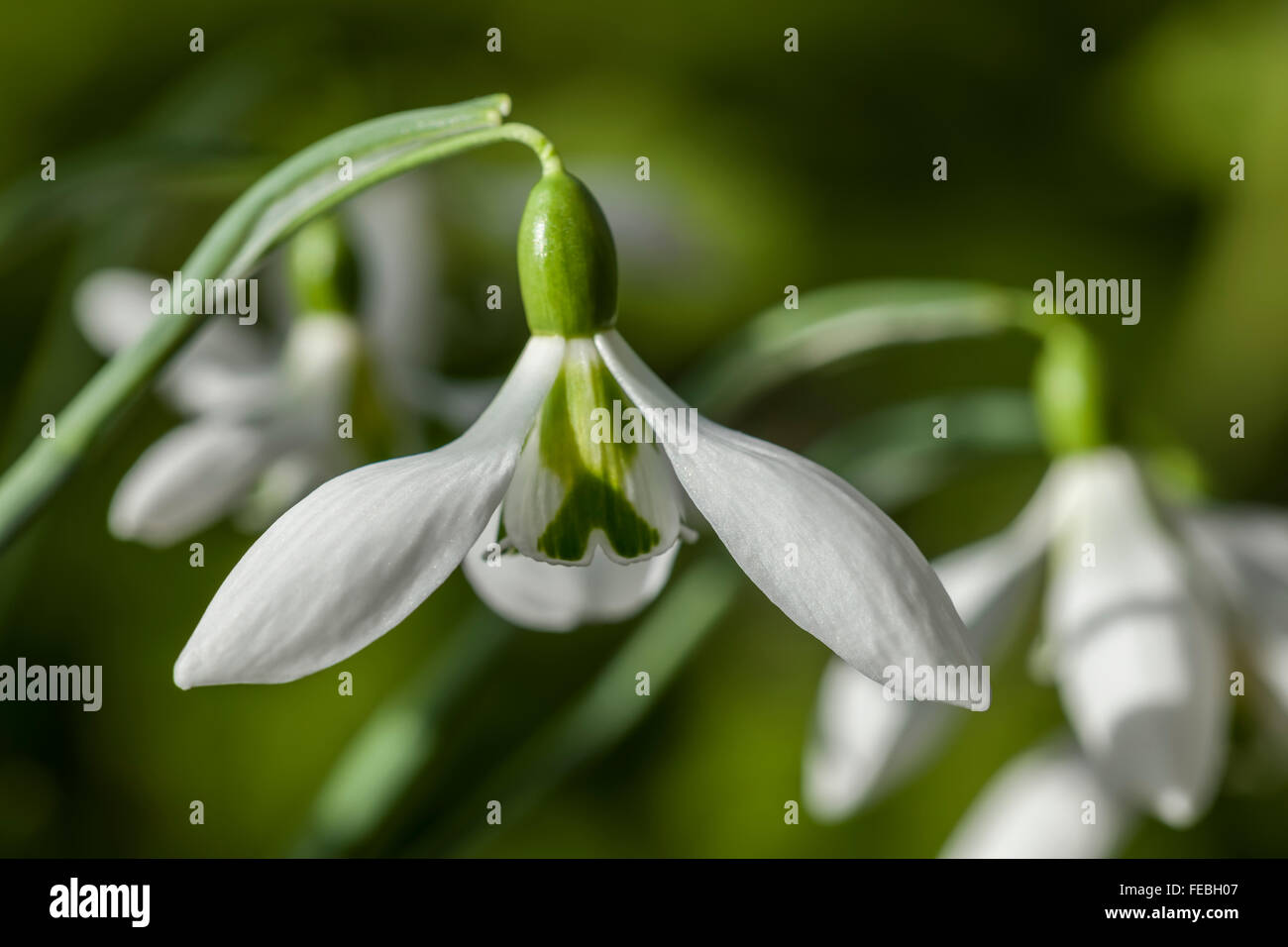 Galanthus nivalis 'John Gray' Foto Stock