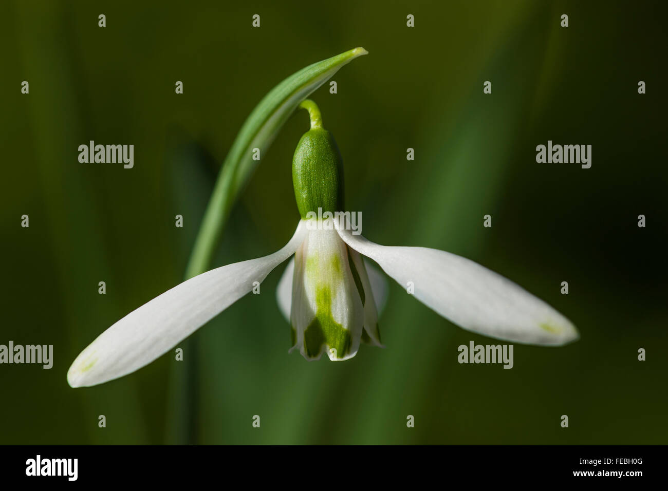 Galanthus nivalis 'Daphne forbici dell' Foto Stock