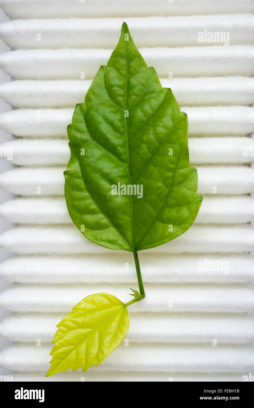 Vera e propria pianta verde foglia sulla superficie bianca di pulire il filtro dell'aria Foto Stock