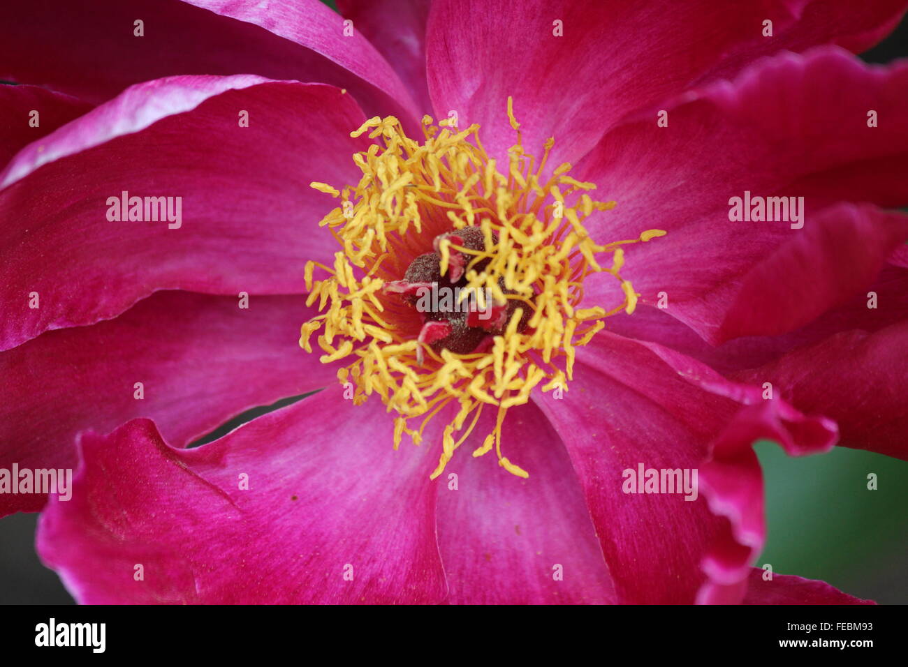 Rosa scuro fiore, close up degli stami Foto Stock