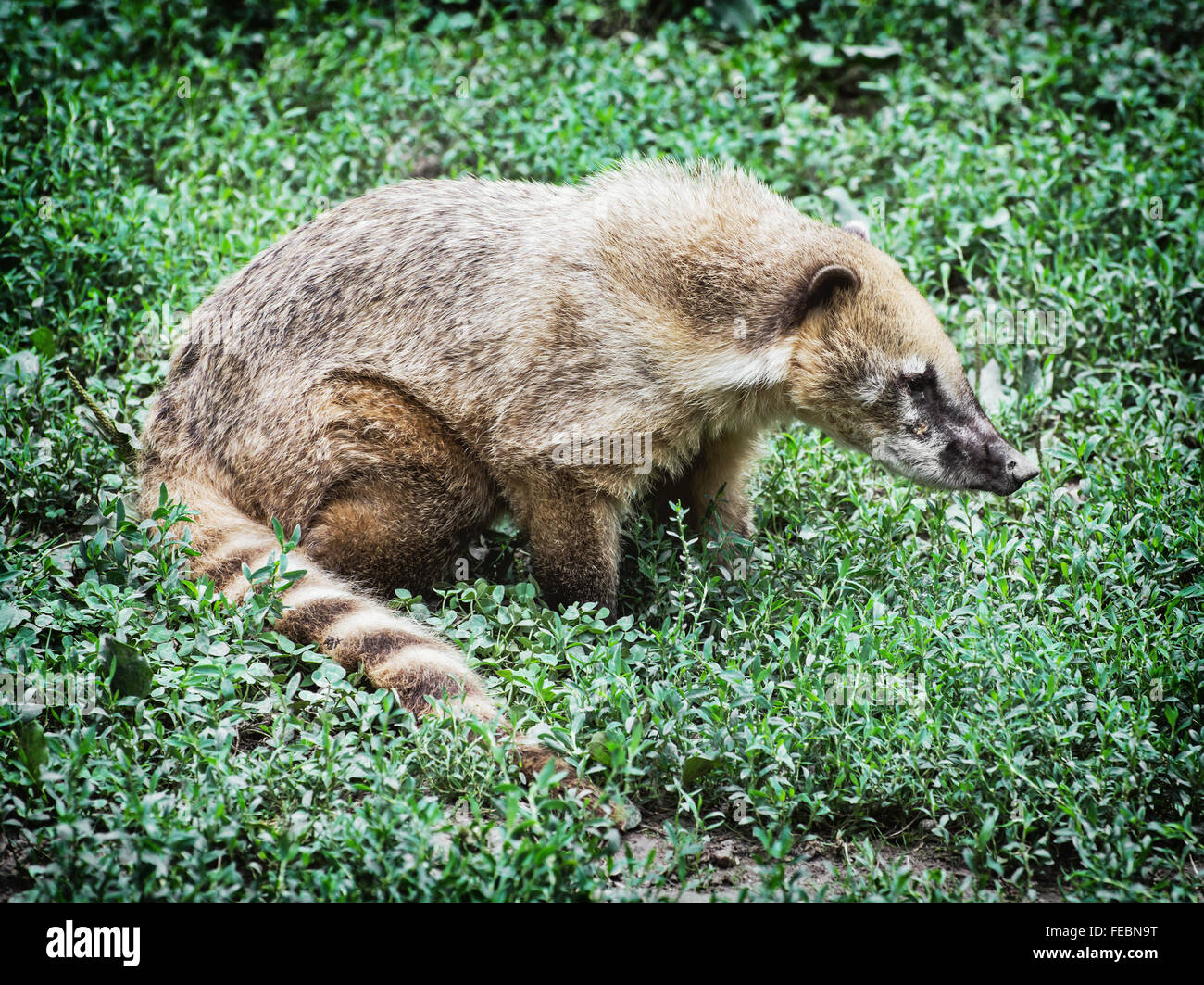 Nasua (ring-tailed coati) nascosti nel verde della tipica vegetazione mediterranea. Scena di animale. La bellezza della natura. Foto Stock