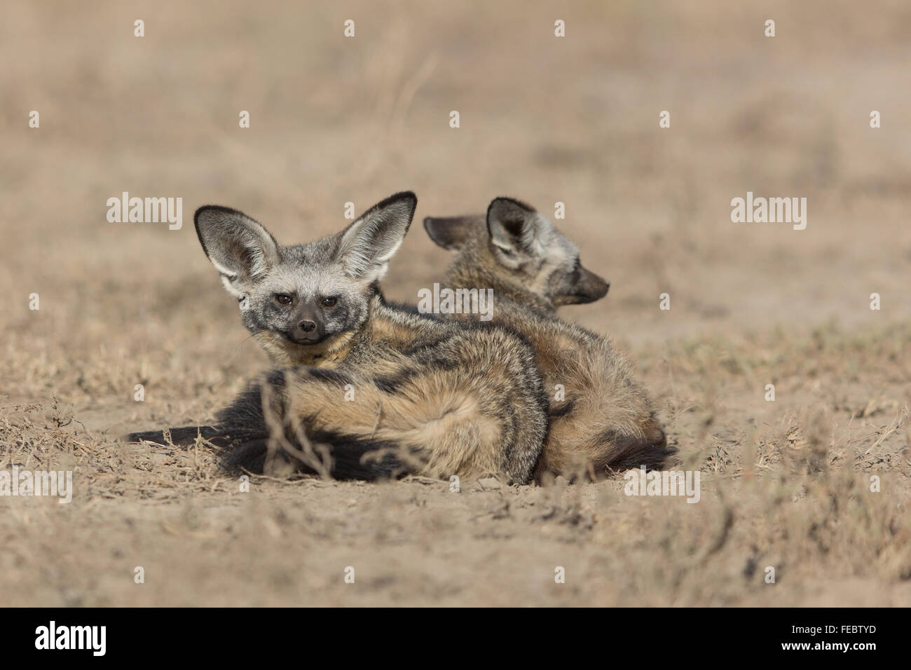 Due Bat eared Fox in appoggio nel Parco Nazionale del Serengeti Tanzania Foto Stock