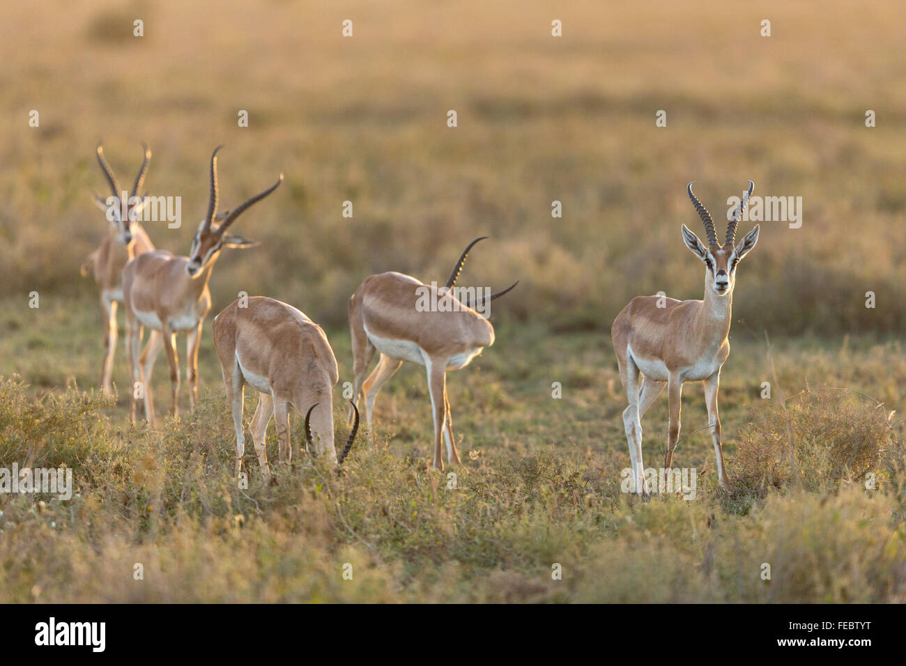 Grant Gazelle e alimentazione toelettatura nel Parco Nazionale del Serengeti Tanzania Foto Stock