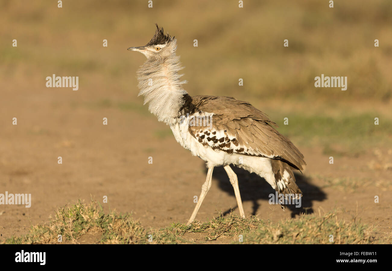 Kori Bustard display gola nel Parco Nazionale del Serengeti Tanzania Foto Stock