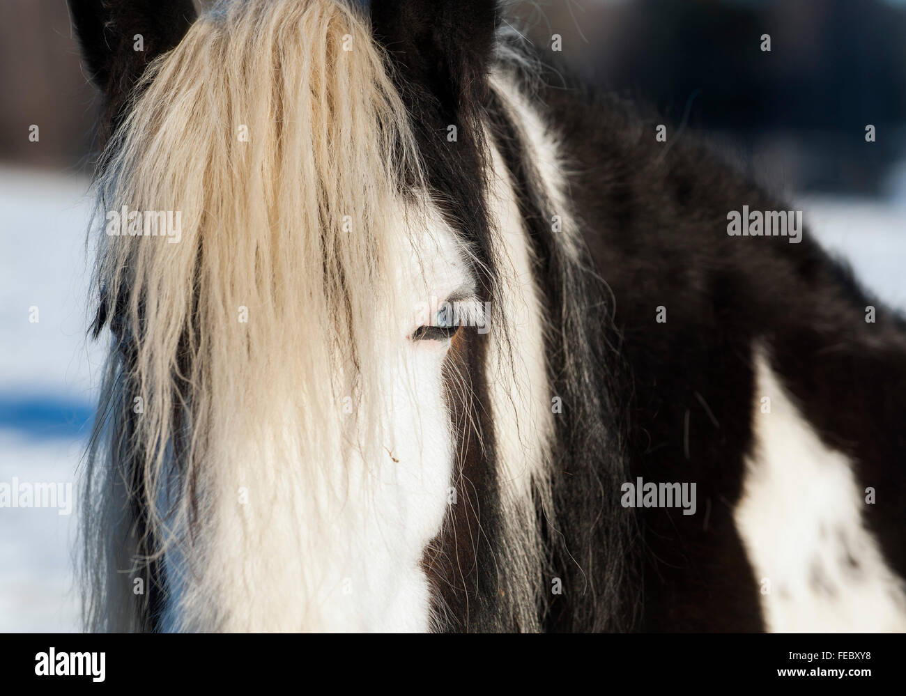 Gypsy Horse Foto Stock