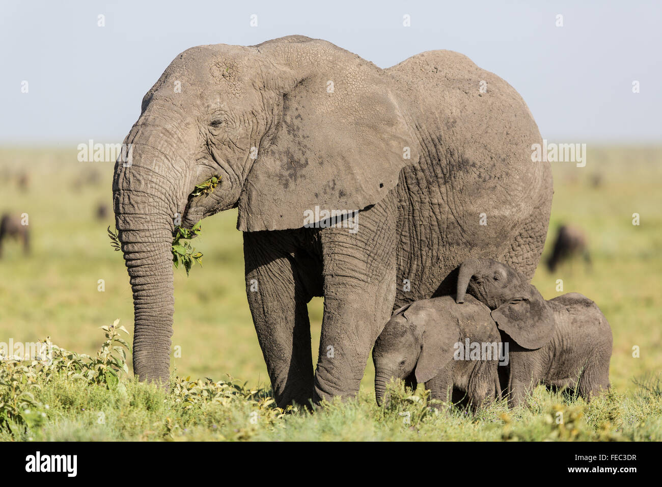 Femmina di elefante africano e due giovani alimentando nel Parco Nazionale del Serengeti Tanzania Foto Stock