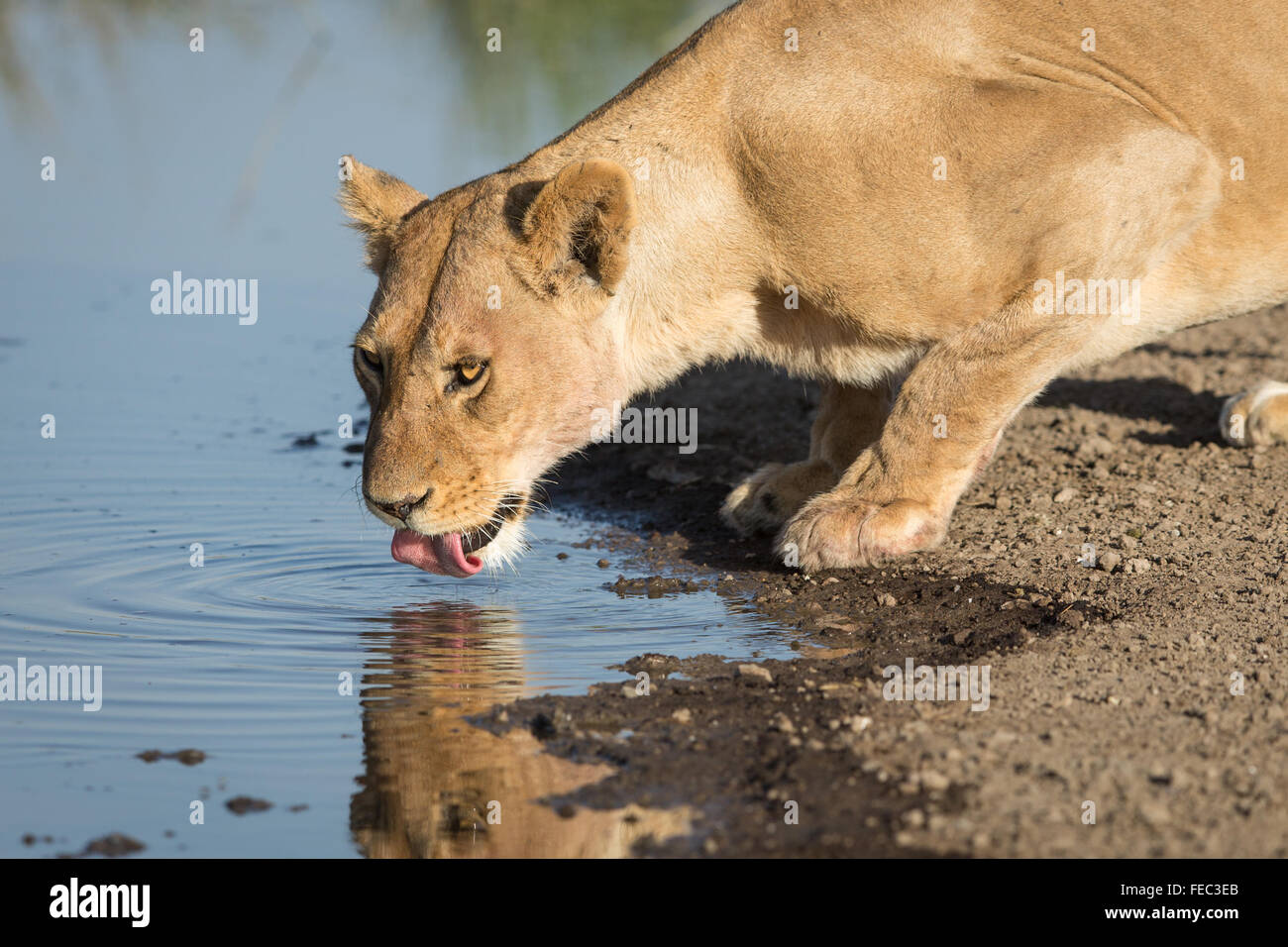 Leonessa africana di bere nel Parco Nazionale del Serengeti Tanzania Foto Stock