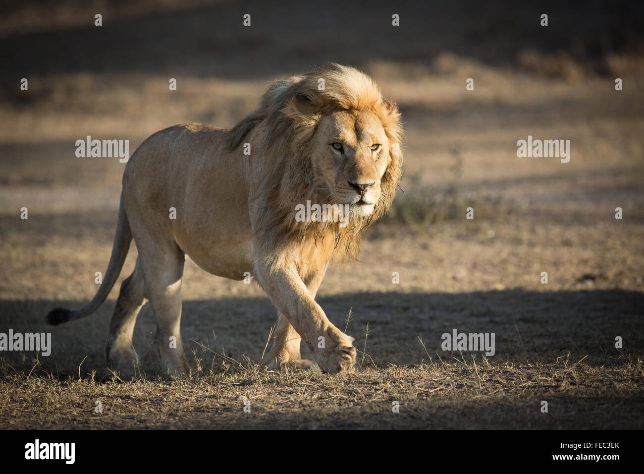 Leone africano maschile con una bella mane a piedi nel Parco Nazionale Serengeti Tanzania Foto Stock