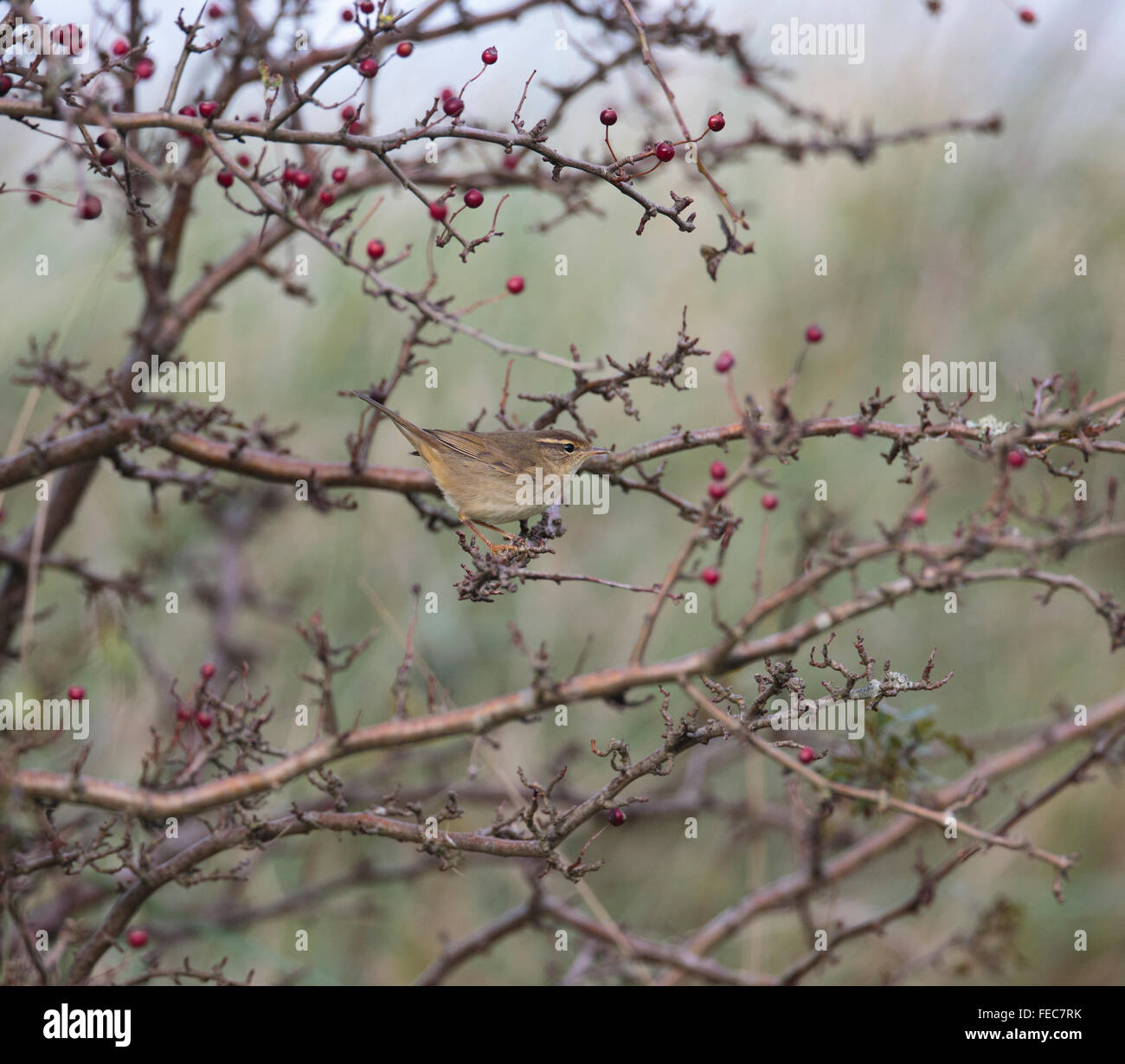 Radde il trillo, Phylloscopus schwarzi, Foto Stock