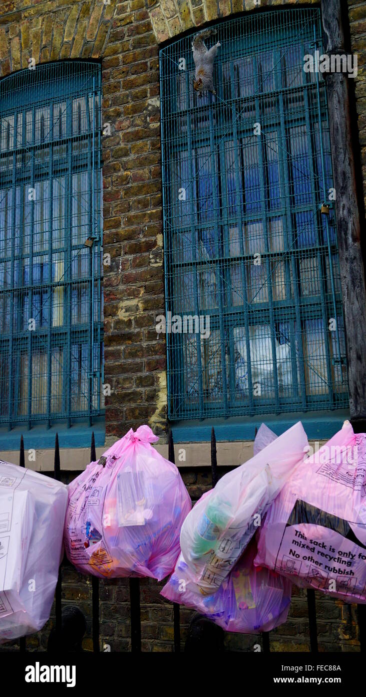 Lo scoiattolo rovistando nella città Foto Stock