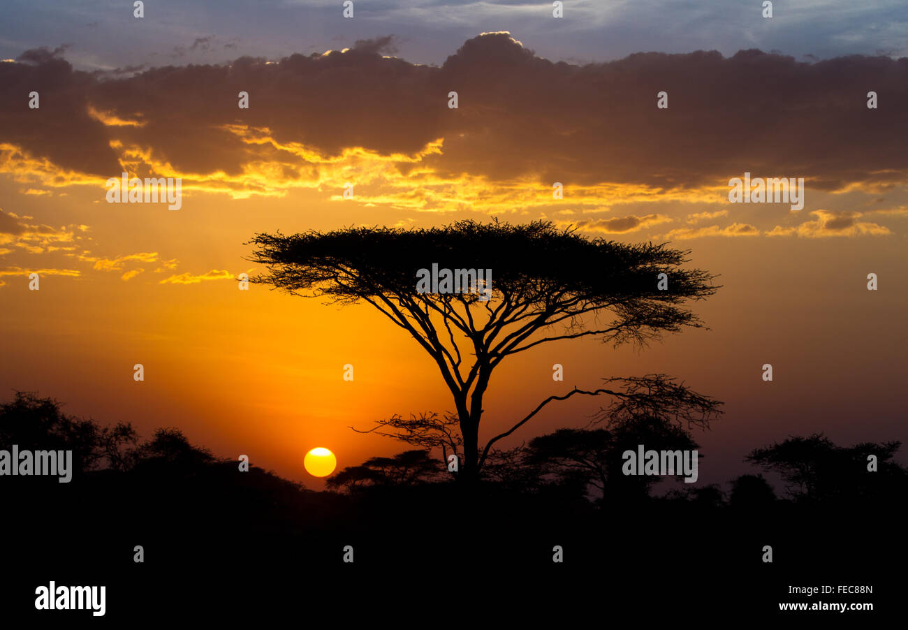 Silhouette di Acacia nel tramonto nel Parco Nazionale del Serengeti Tanzania Foto Stock