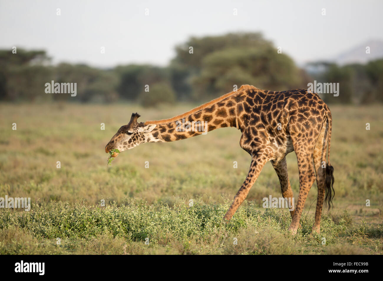 Adulto giraffa africana alimentare nel Parco Nazionale del Serengeti Tanzania Foto Stock