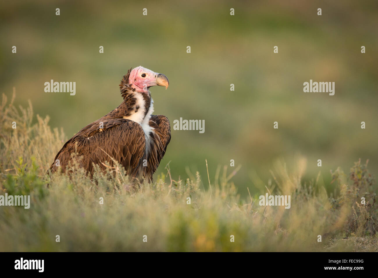 Falda africana di fronte Vulture nel Parco Nazionale del Serengeti Tanzania Foto Stock
