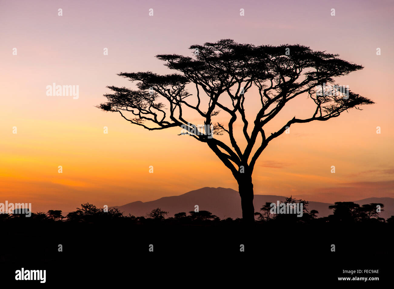 Albero africano nel sunrise nel Parco Nazionale del Serengeti Tanzania Foto Stock