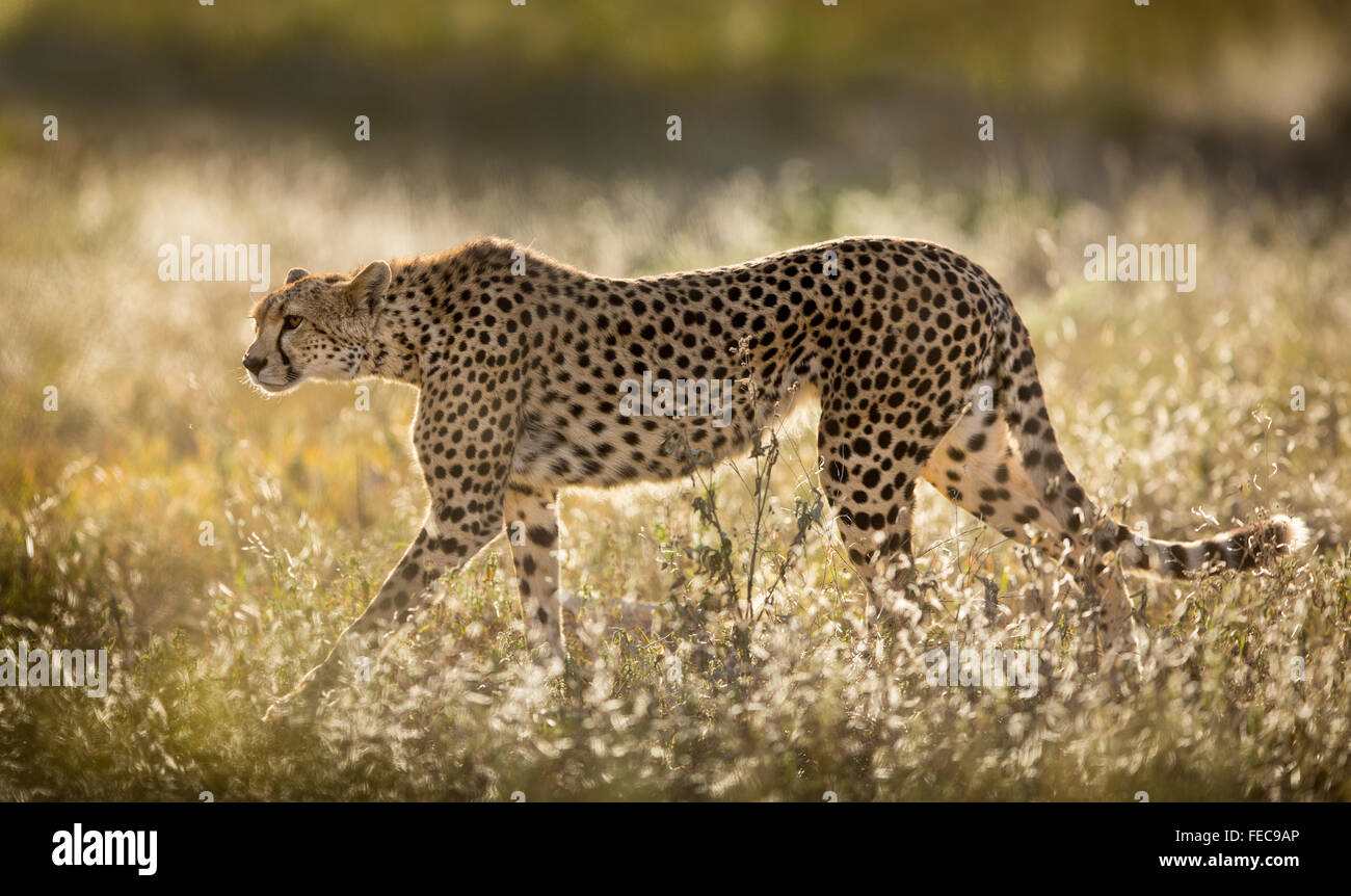 Femmina Cheetah che cammina attraverso l'erba al caldo sole della mattina presto nel Parco Nazionale di Serengeti Tanzania Foto Stock