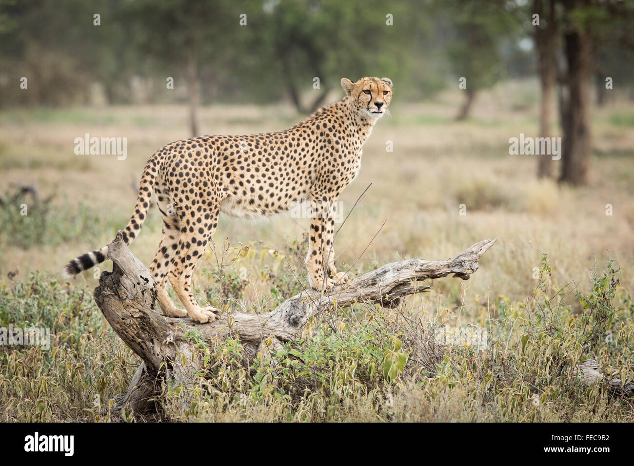 Femmina africana ghepardo su un log Serengeti National Park in Tanzania Foto Stock