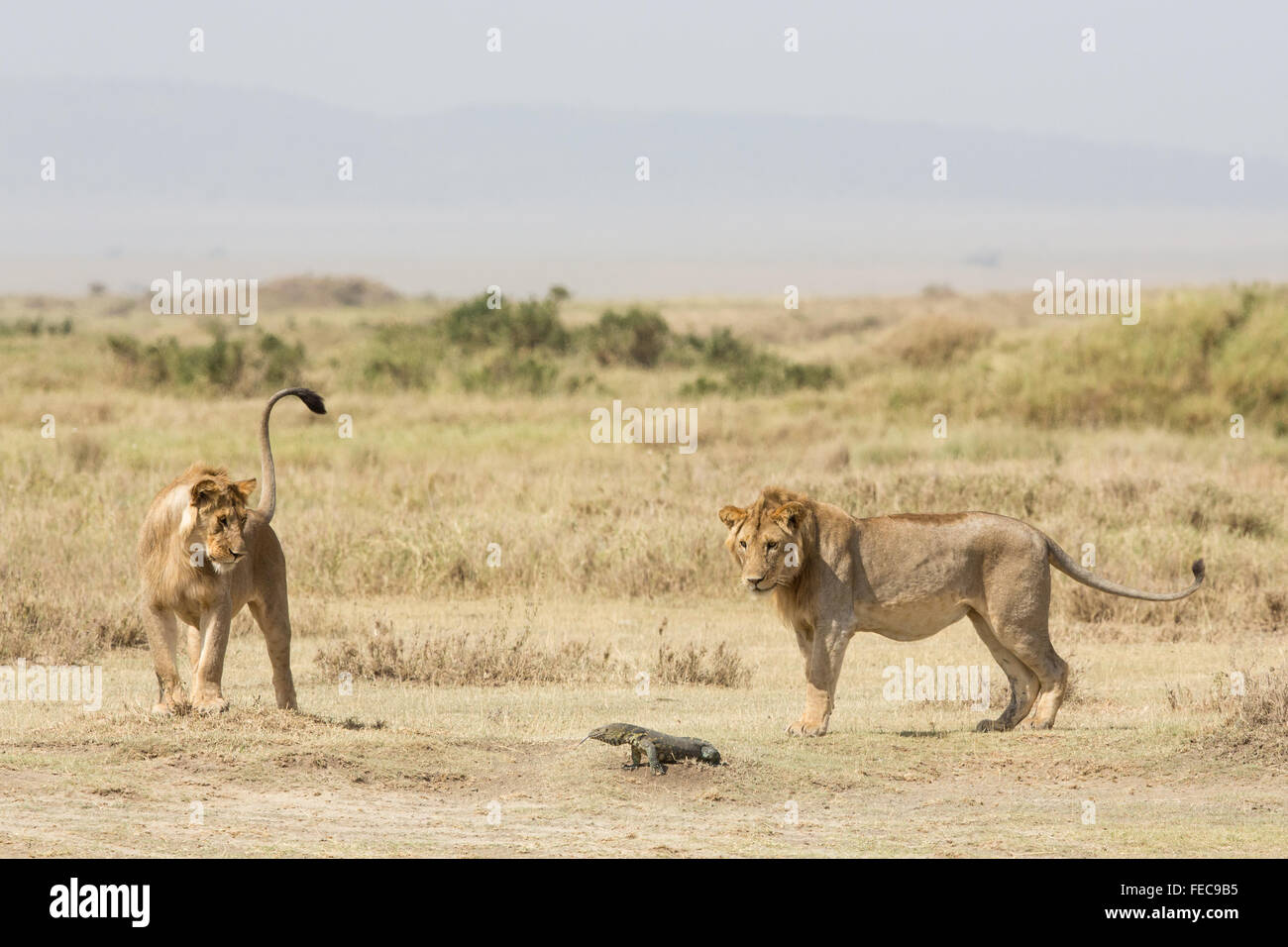 Due giovani sub adulto leoni africani a giocare con un monitor del Nilo Lizard nel Parco Nazionale del Serengeti Tanzania Foto Stock