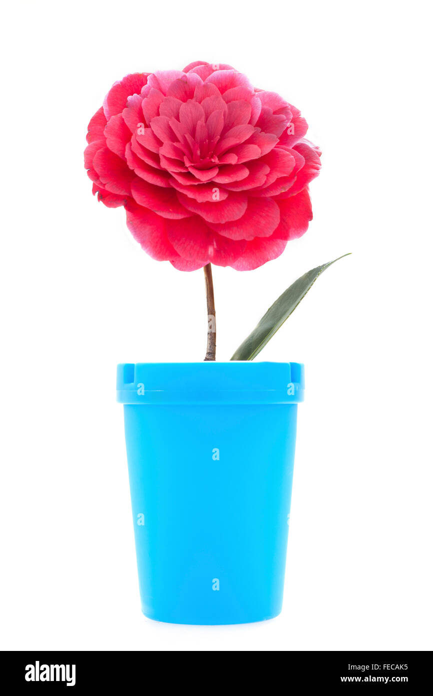 Creative Stock Foto di un rosso Camellia flower e Vaso blu su sfondo bianco. Foto Stock