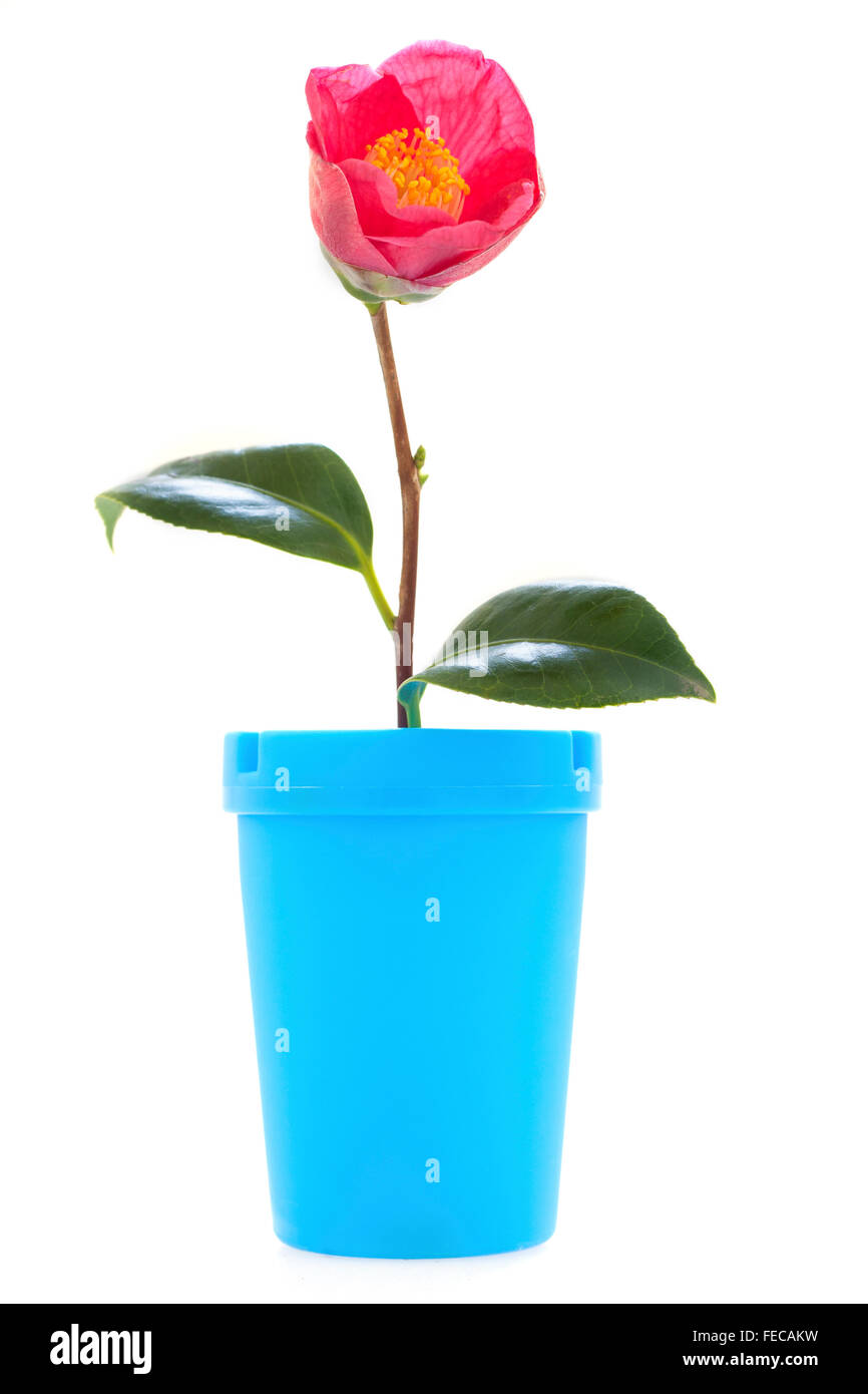Creative Stock Foto di una Pink Camellia flower e Vaso blu su sfondo bianco. Foto Stock