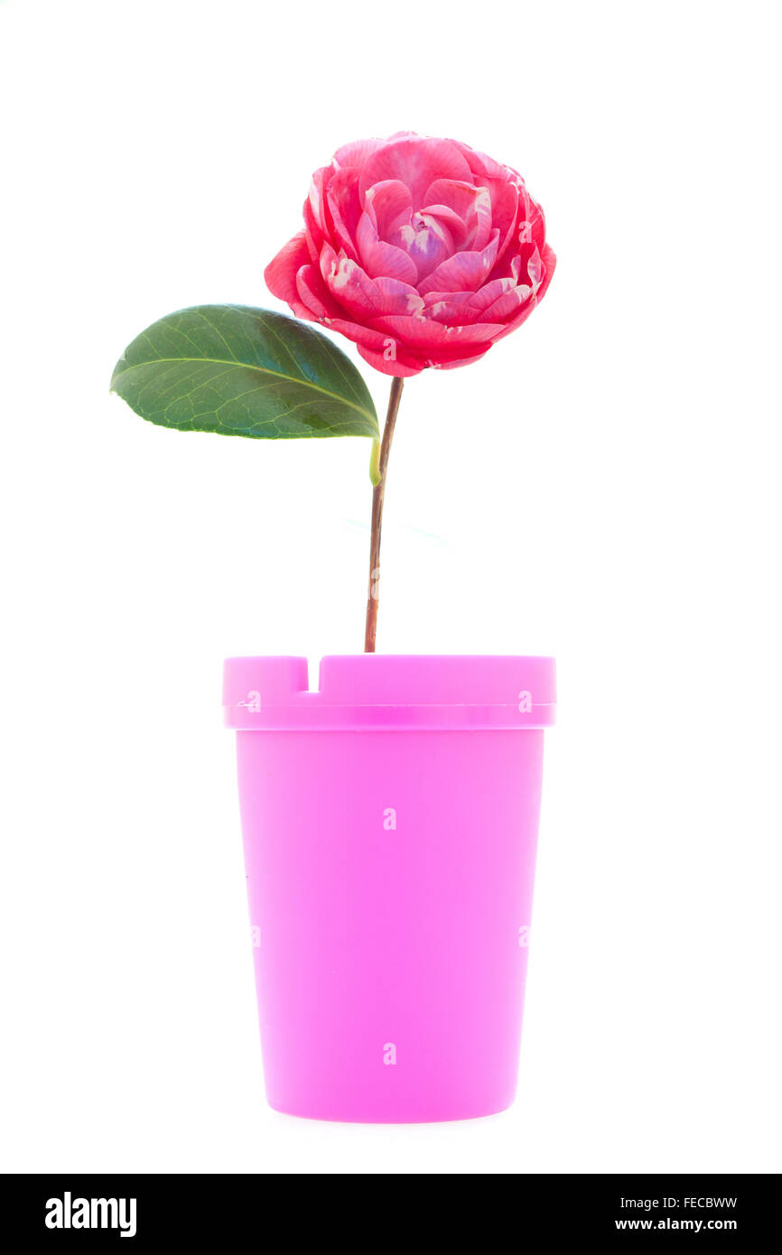 Creative Stock Foto di una Pink Camellia flower e Jar rosa su sfondo bianco. Foto Stock