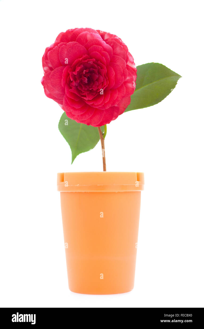 Creative Stock Foto di un rosso Camellia flower e vaso di colore arancione su sfondo bianco. Foto Stock
