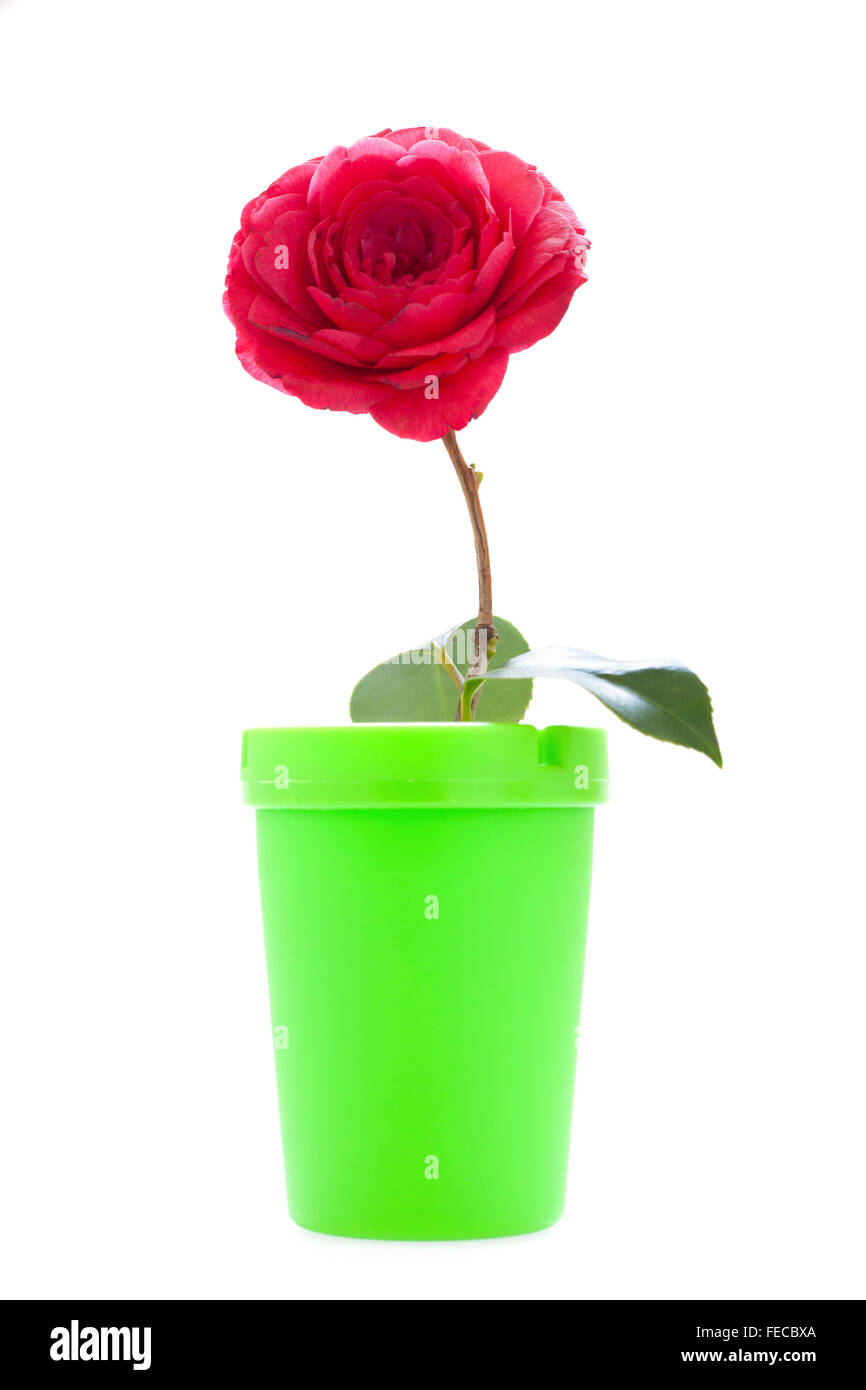 Creative Stock Foto di un rosso Camellia flower e vaso verdi su sfondo bianco. Foto Stock