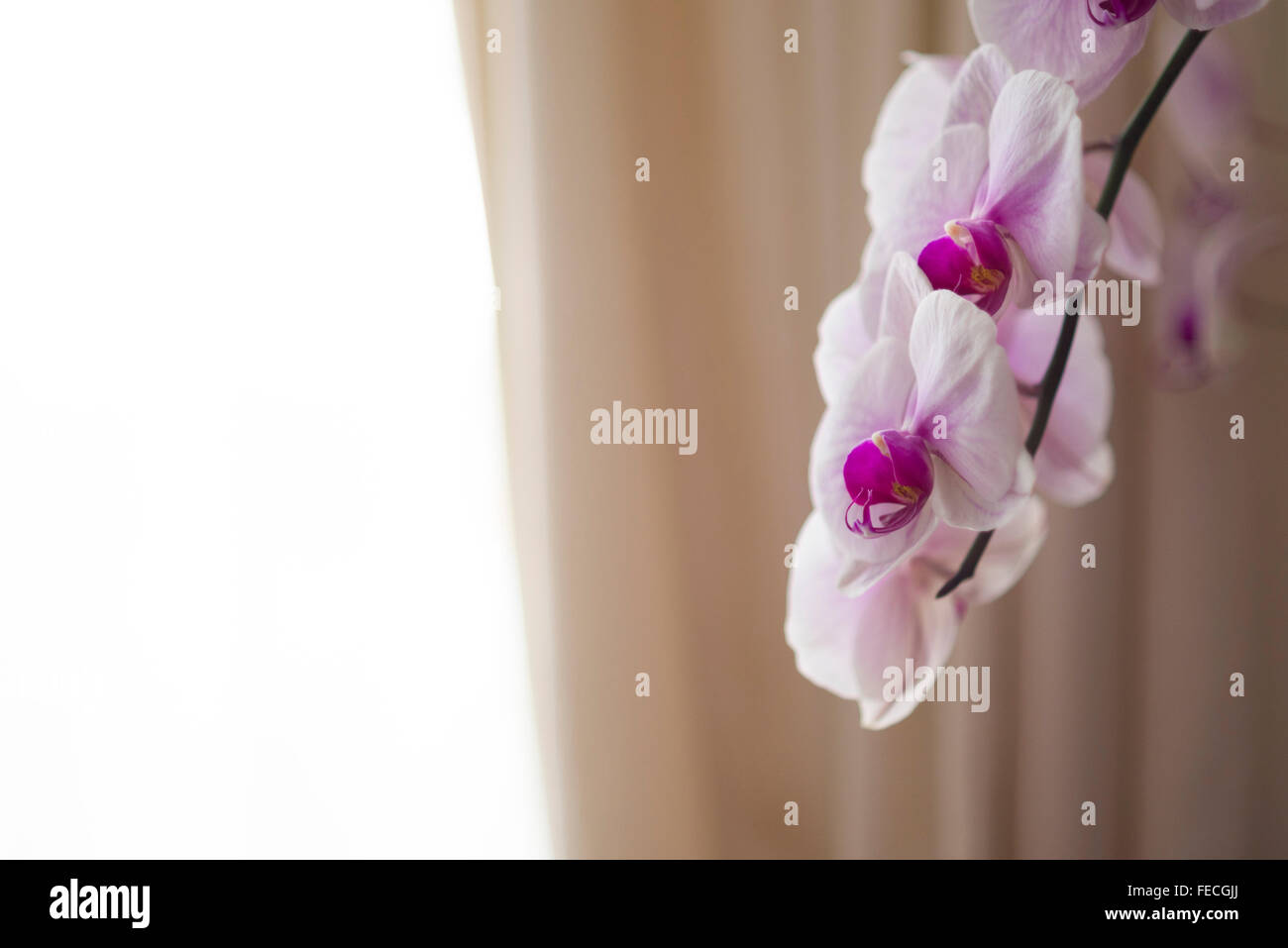 Orchidee rosa vicino al windows in ambienti interni Foto Stock
