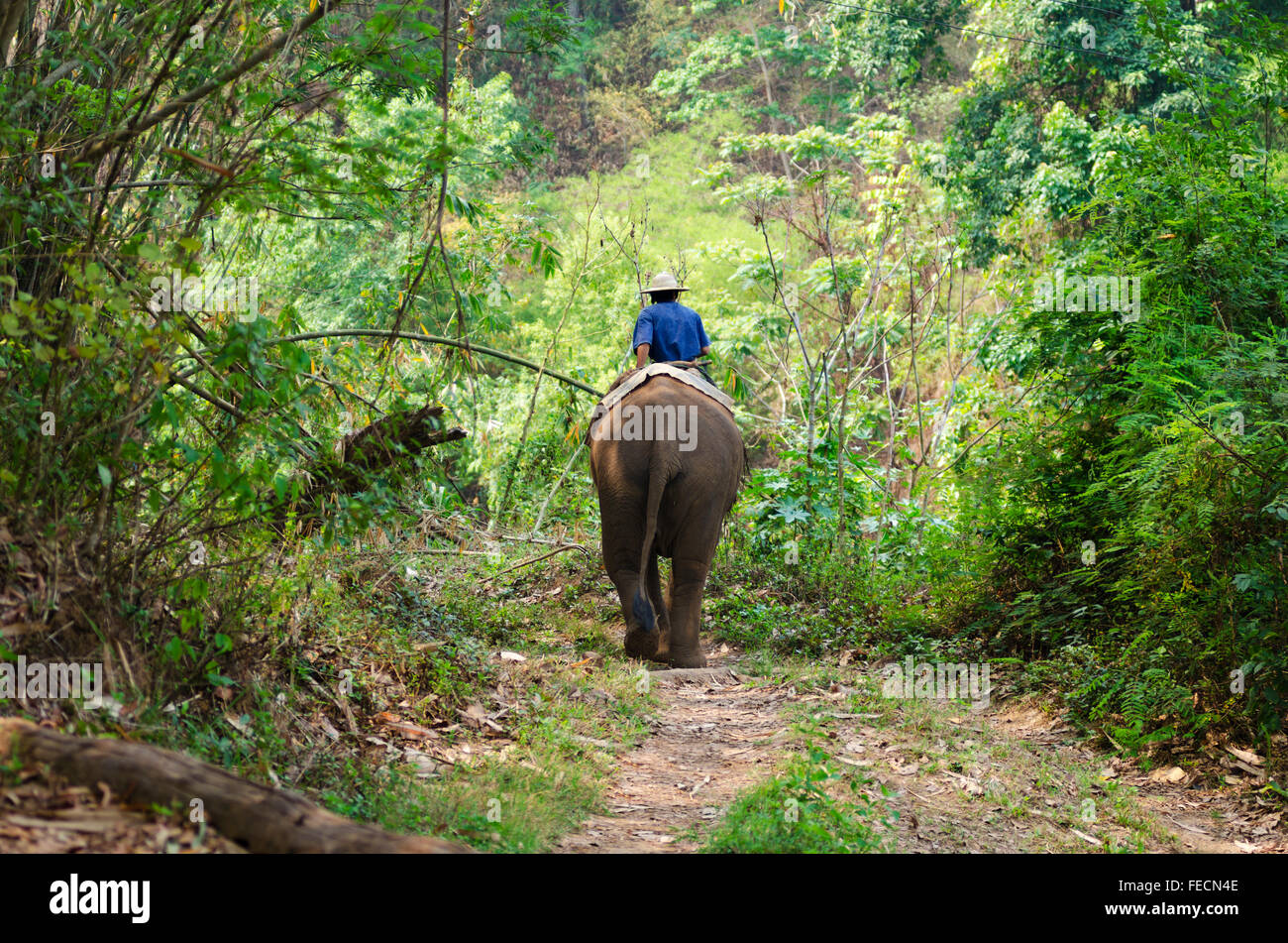 Chiang Mai, Thailandia - Aprile 23, 2014: Mahouts ride propri elefanti nella giungla fuori Chiang Mai, Thailandia su gennaio Apri Foto Stock