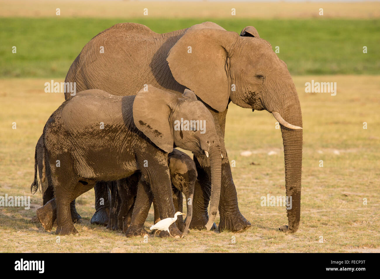 Tre elefanti africani in Amboseli National Park in Kenya Foto Stock