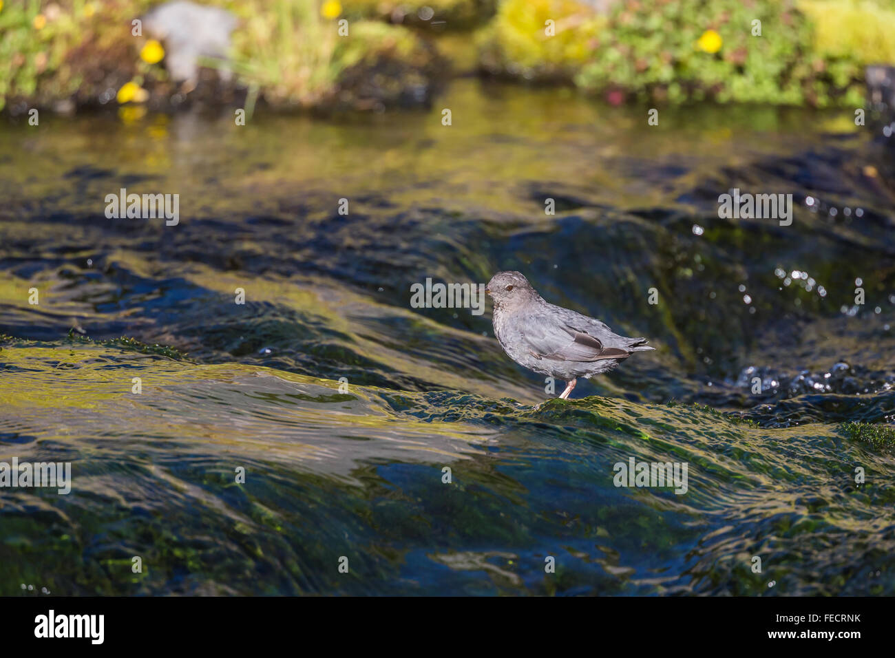 American bilanciere, Cinclus mexicanus, di alimentazione lungo il bordo del lago Mazama in Mount Baker-Snoqualmie Foresta Nazionale, Washington, Stati Uniti d'America Foto Stock