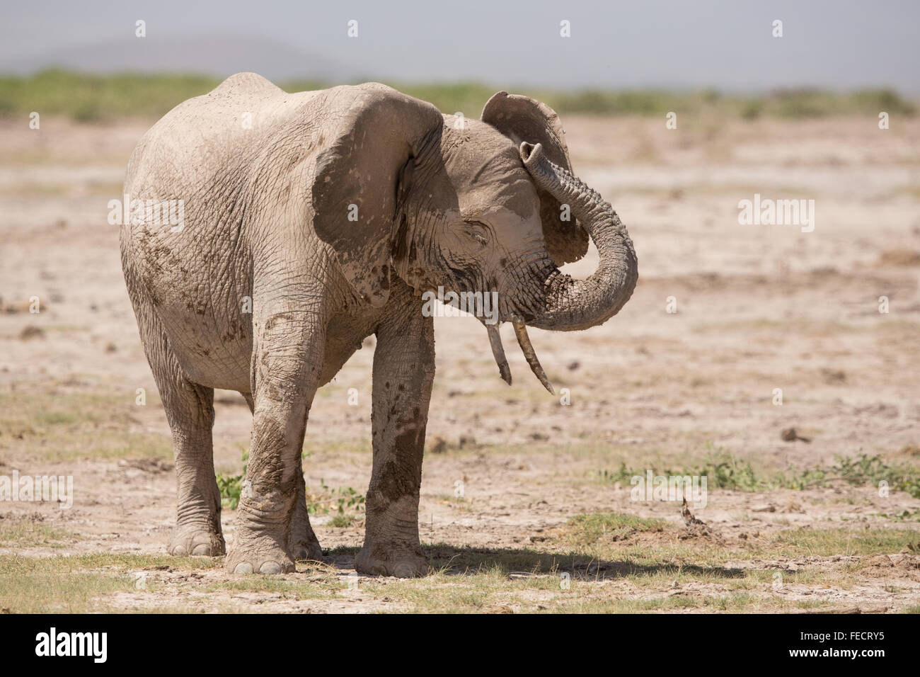 Un sub adulto dell' elefante africano coperti di fango bianco in Amboseli National Park in Kenya Foto Stock