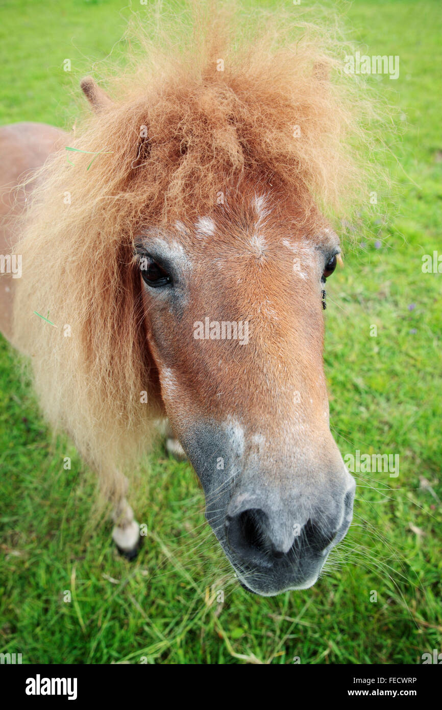 Pony Shetland, Horsham, Sussex, Inghilterra Foto Stock