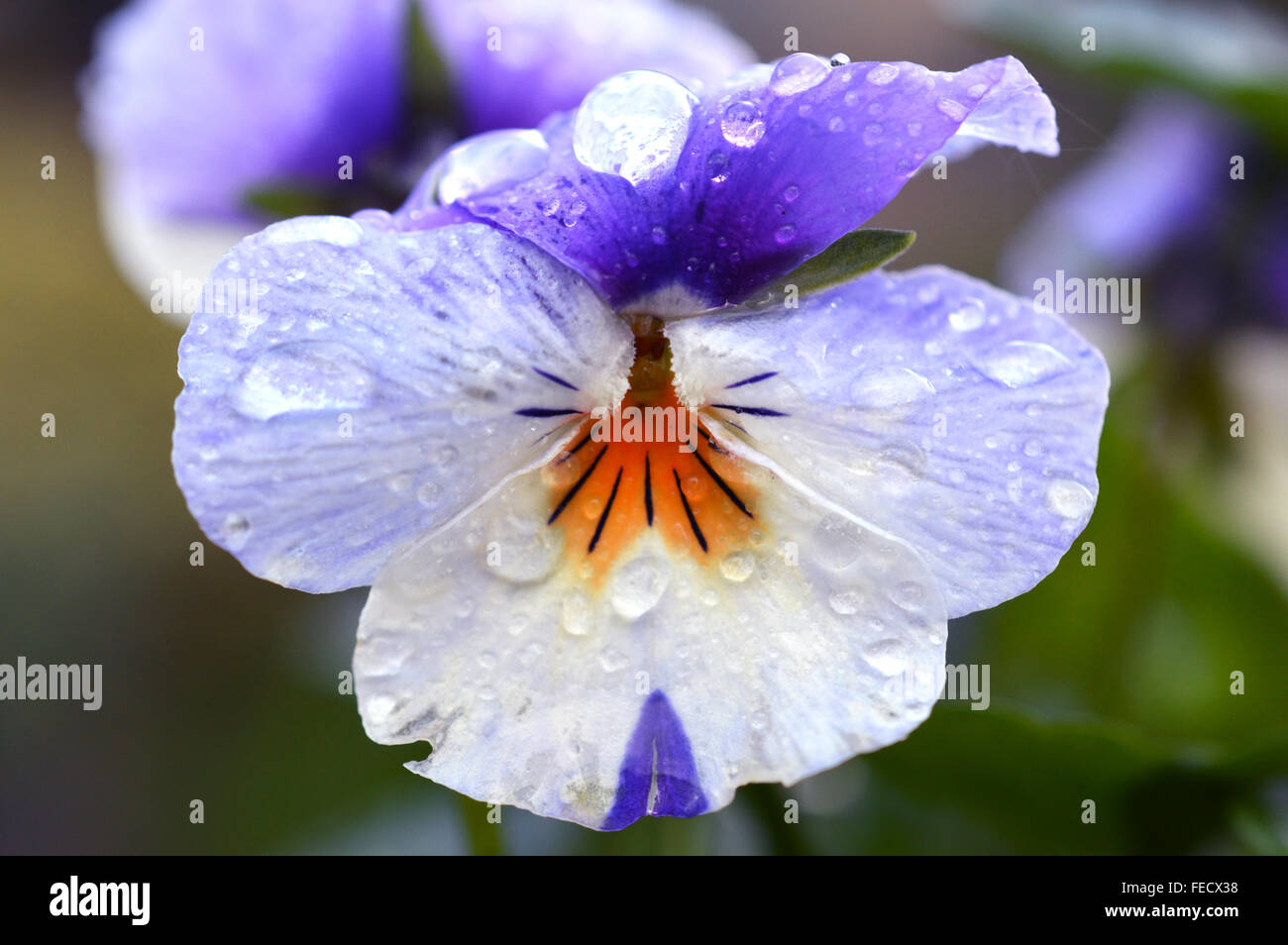 Si tratta di una immagine di un viola e fiore bianco coperto di gocce di pioggia Foto Stock