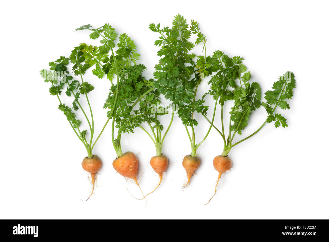 Nuovo ciclo baby carote su sfondo bianco Foto Stock
