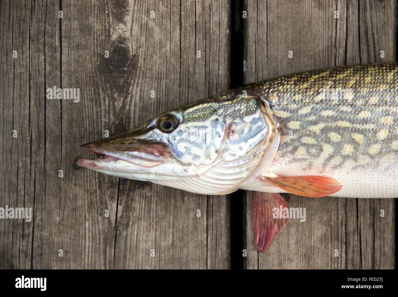 Luccio (Esox lucius) su un ponte di legno Foto Stock