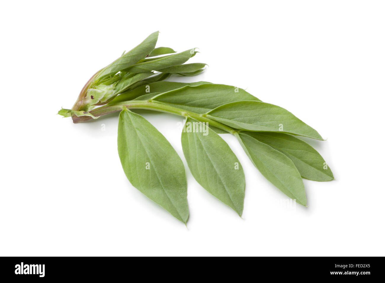 Cimelio di fresco broadbean foglie su sfondo bianco Foto Stock