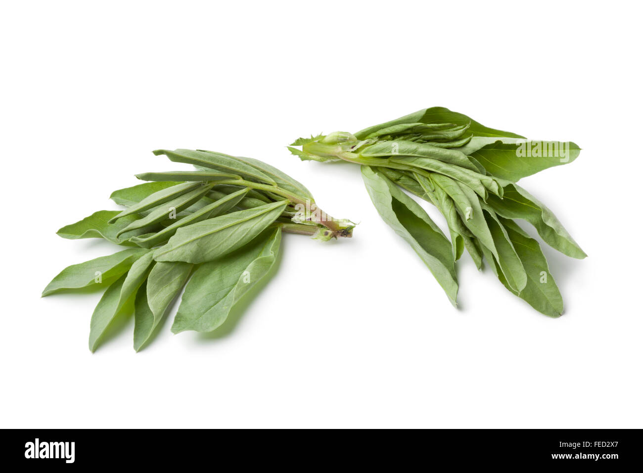 Cimelio di fresco broadbean foglie su sfondo bianco Foto Stock