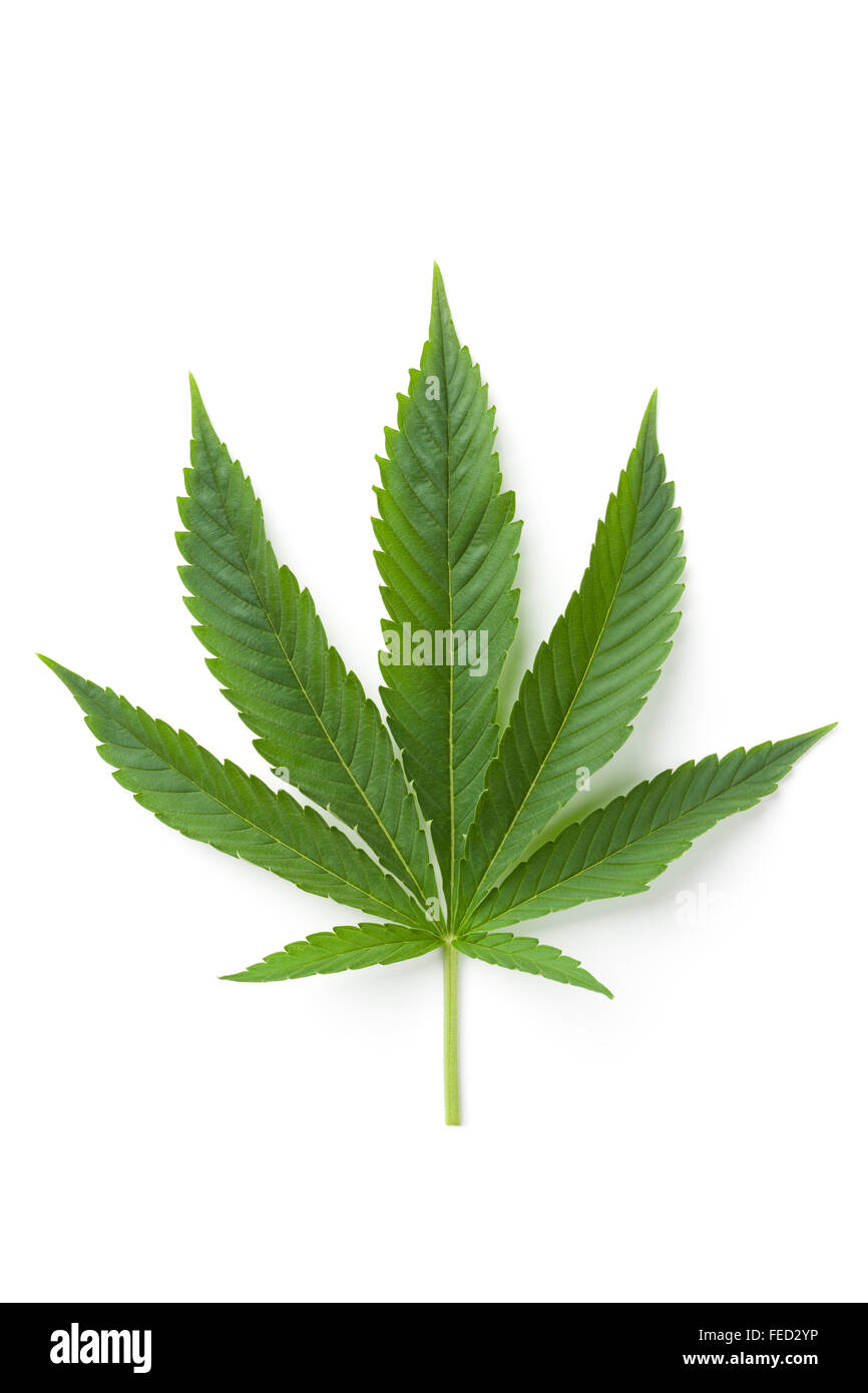 Singola foglia di Marijuana su sfondo bianco Foto Stock