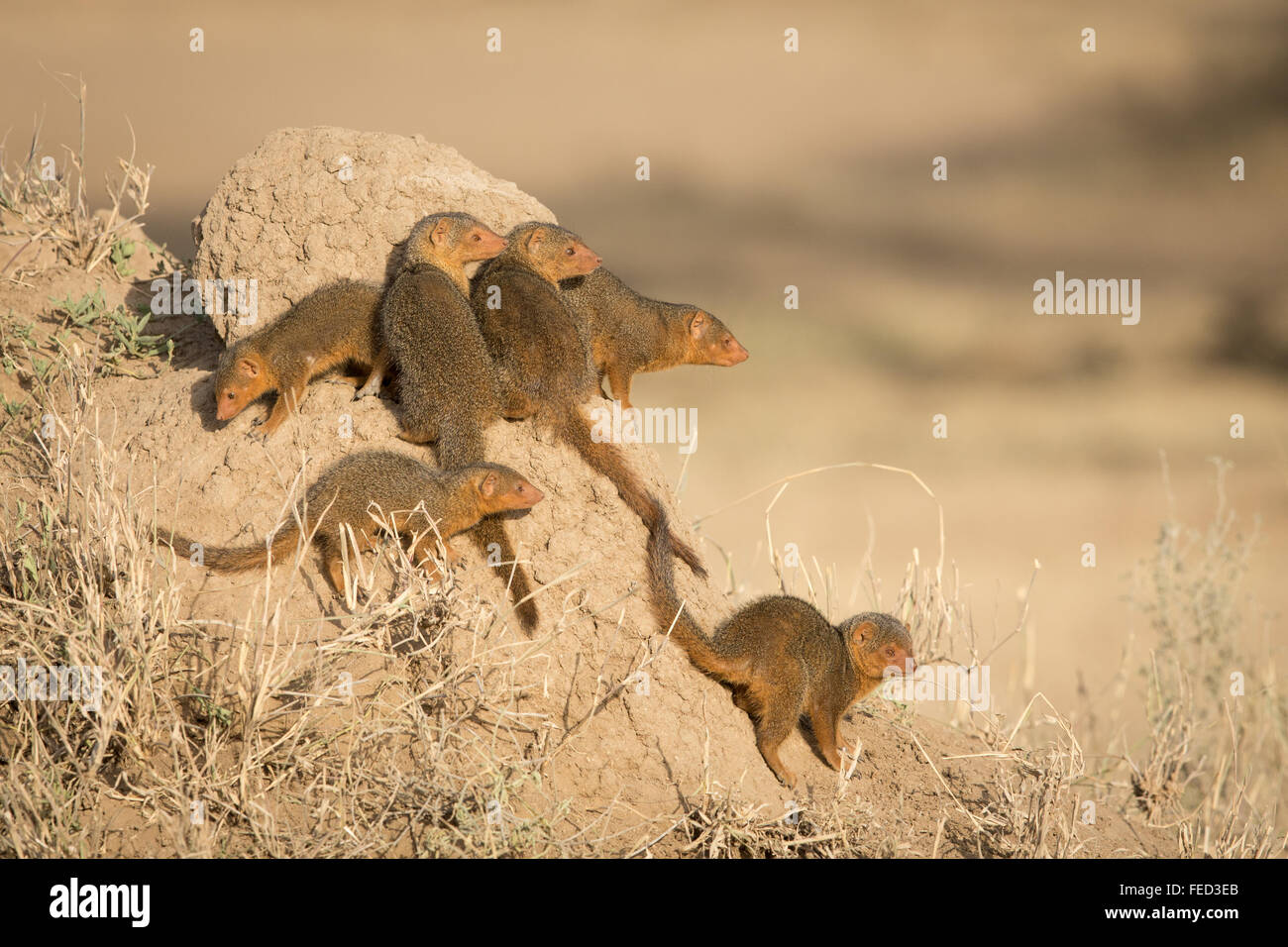 Gruppo di Dwarf Mongooses nel Parco Nazionale del Serengeti in Tanzania Foto Stock