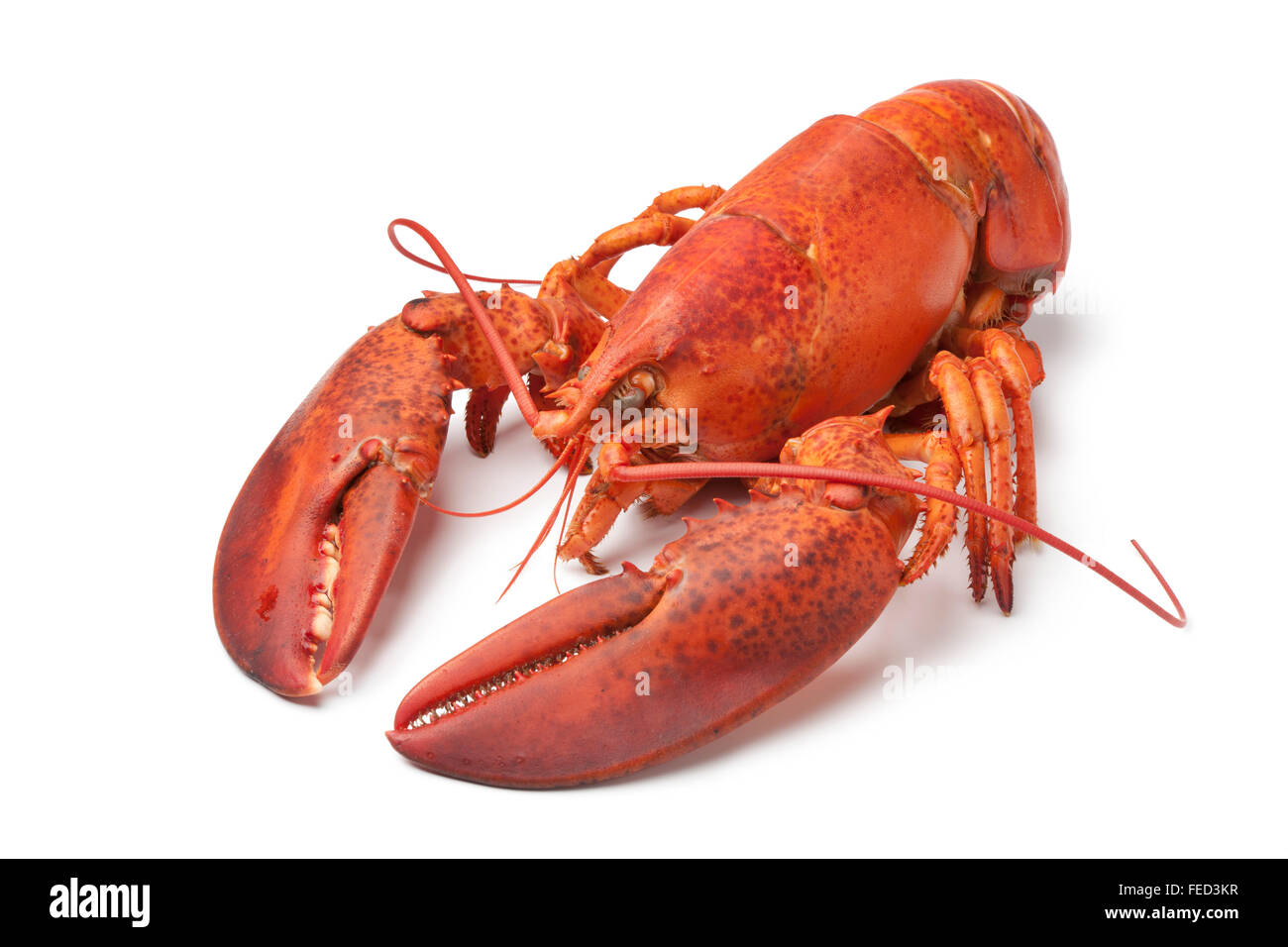 Unico cucinata fresca aragosta su sfondo bianco Foto Stock