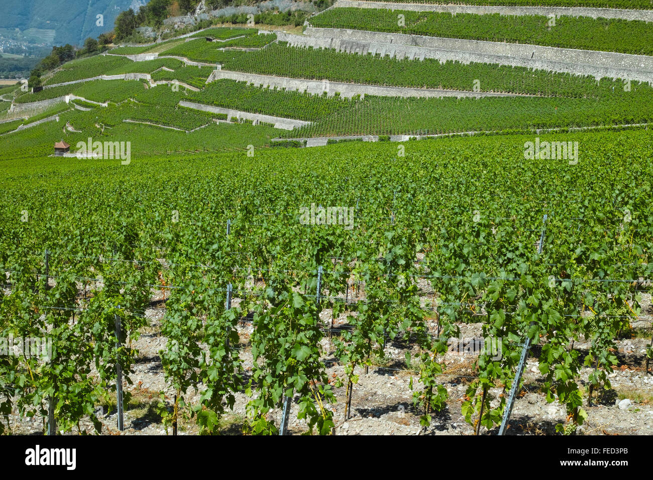 Yvorne, Lavaux regione, vigneti e Chateau Maison Blanche, Svizzera. Foto Stock