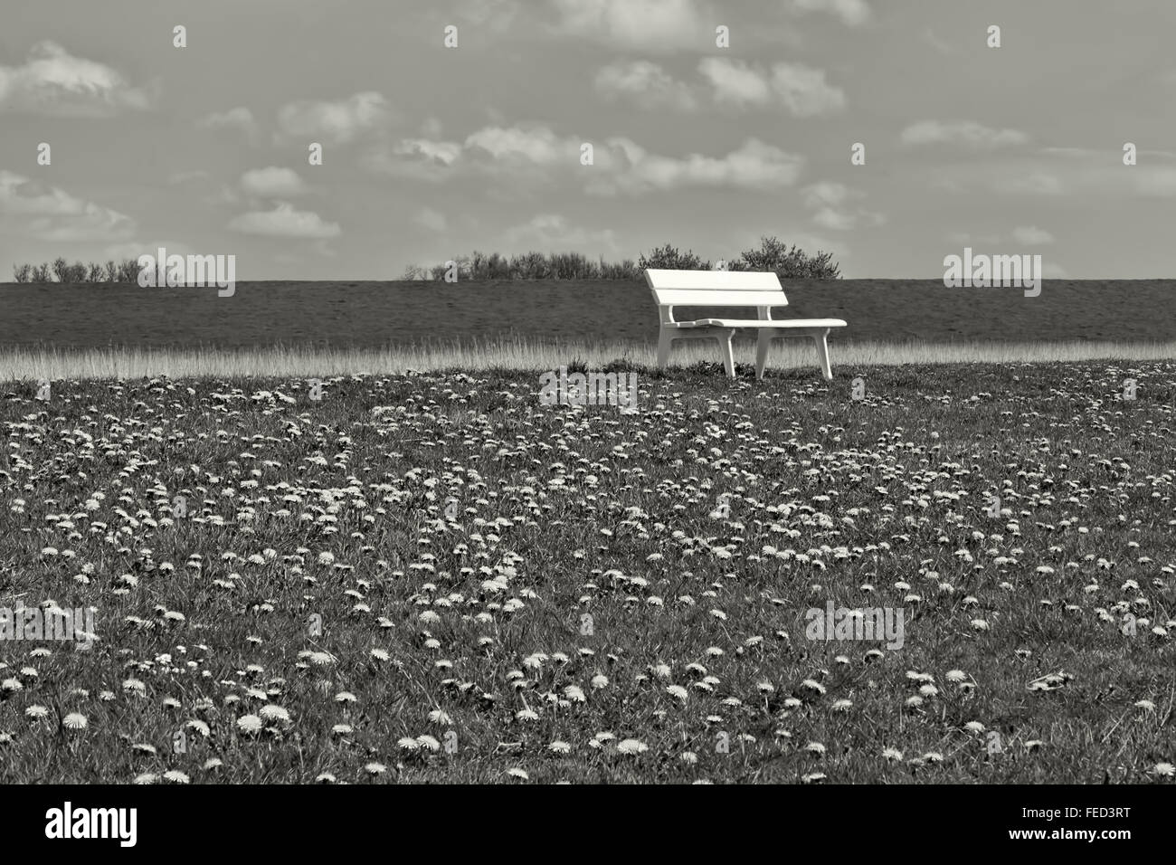 In bianco e nero girato di un banco in un campo con il tarassaco. Foto Stock