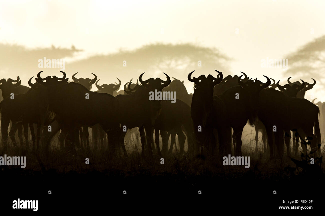 Un gregge di silhouette di wildebeest con la barba bianca nel Parco Nazionale del Serengeti Tanzania Foto Stock