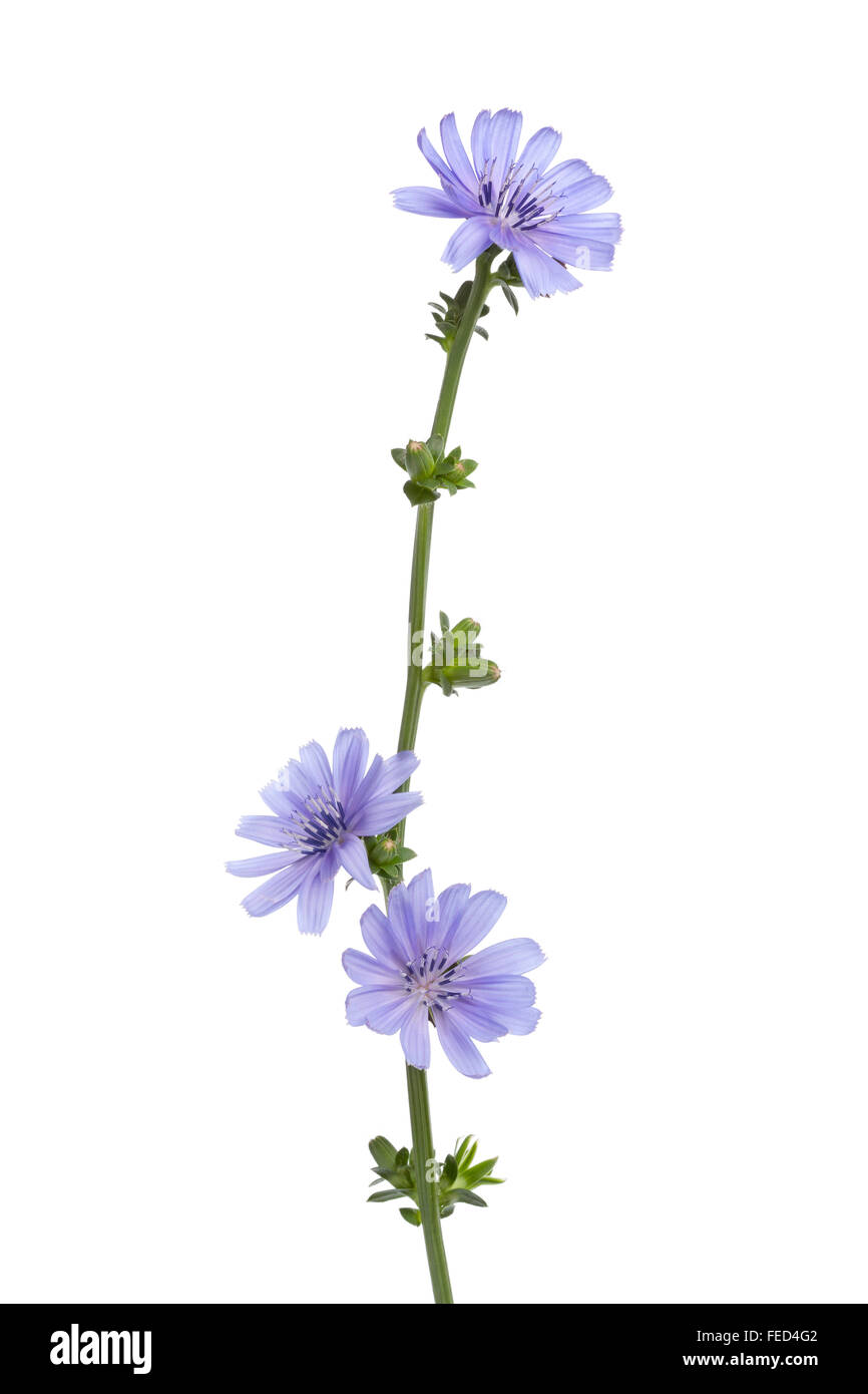 Freschi colori blu fiore fiori di cicoria su sfondo bianco Foto Stock
