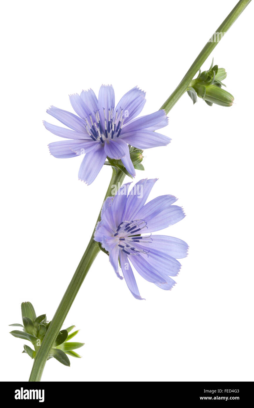 Freschi colori blu fioritura cicoria su sfondo bianco Foto Stock