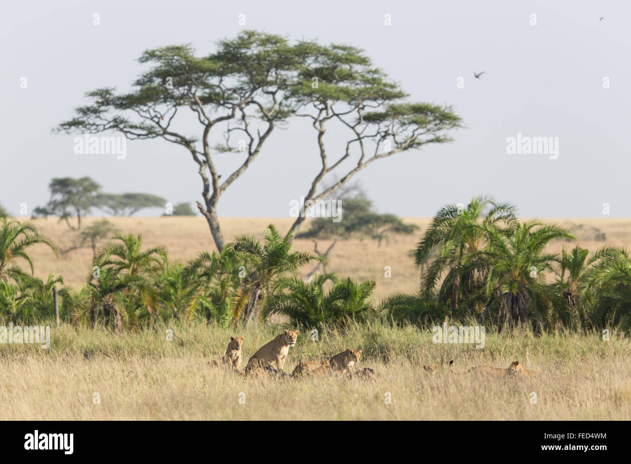 Orgoglio dei Leoni africani nel Parco Nazionale del Serengeti in Tanzania Foto Stock