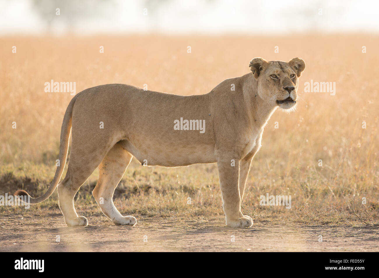Leone africano Serengeti National Park in Tanzania Foto Stock