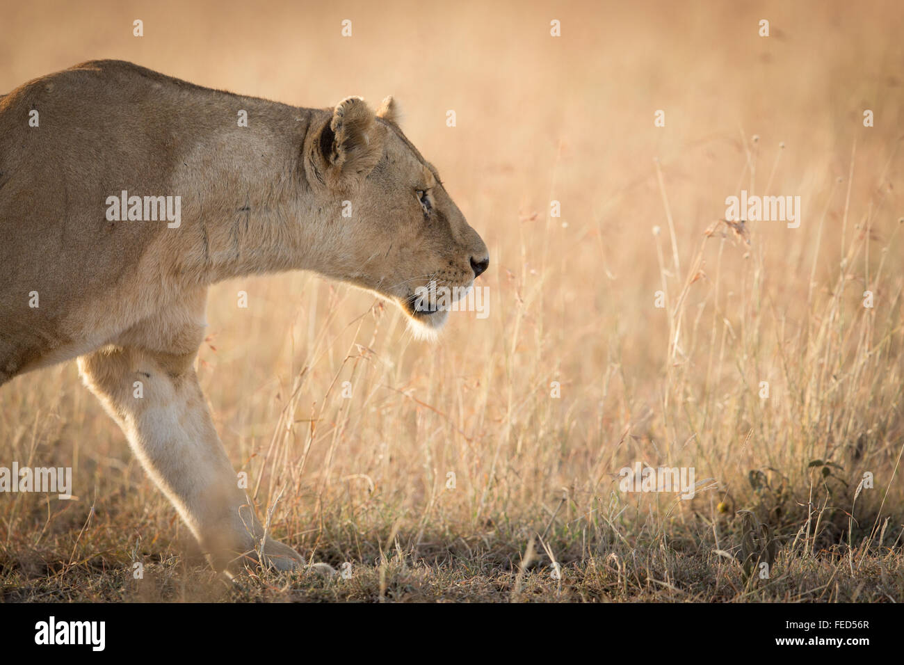 Leone africano Serengeti National Park in Tanzania Foto Stock
