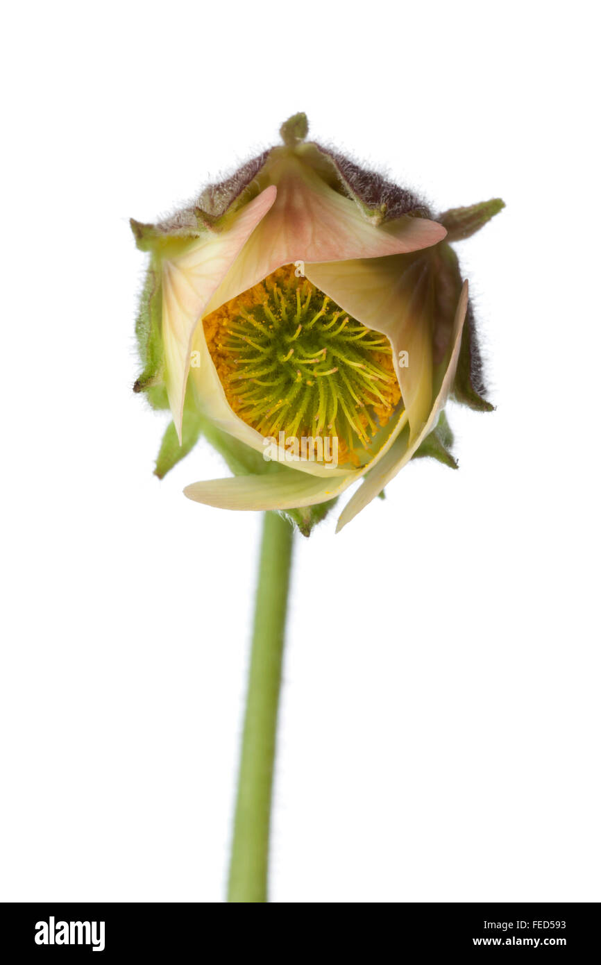 Close up di acqua avens fiore su sfondo bianco Foto Stock