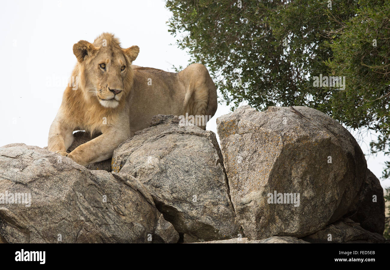 Leone africano giacente su massi rocciosi nel Parco Nazionale di Serengeti Tanzania Foto Stock